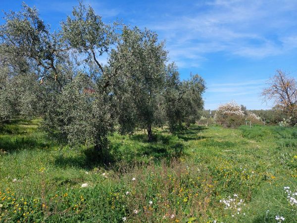Terreno Miglionico, MT Vendita - Foto 3