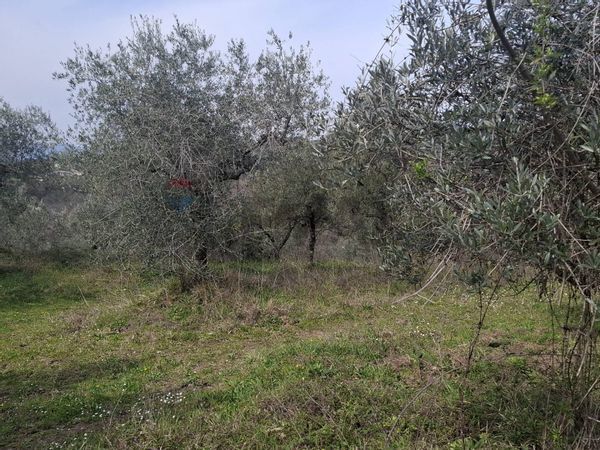 Terreno Casabiondo, Castelfranco Piandiscò, AR Affitto - Foto 4