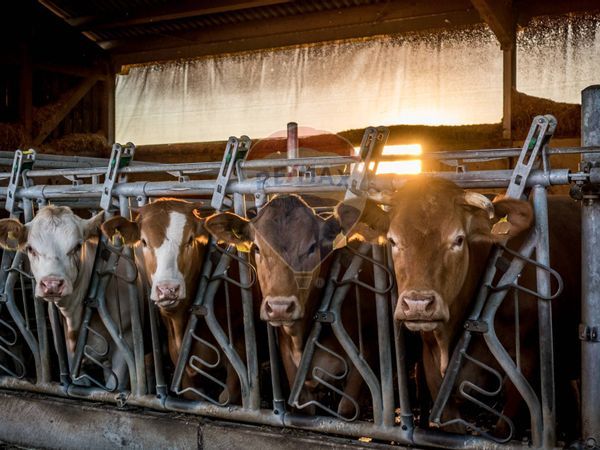 Azienda Agricola Bredazzane, Montichiari, BS Vendita - Foto 3