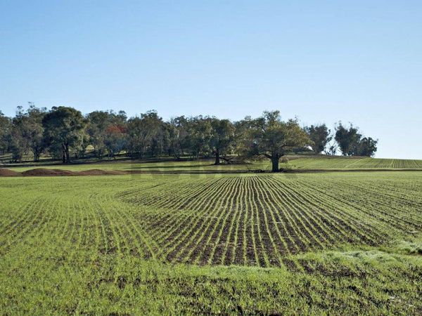 Terreno Edificabile Riesi, CL Vendita