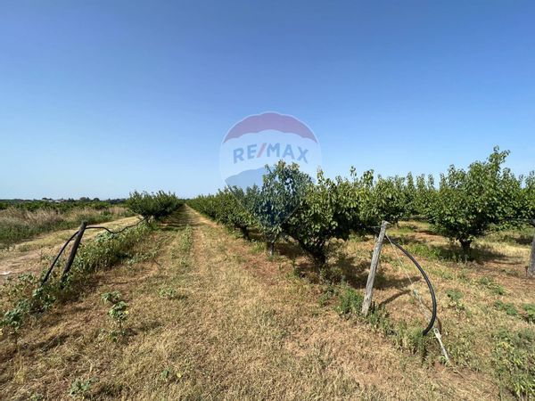 Terreno Marconia, Pisticci, MT Vendita - Foto 3