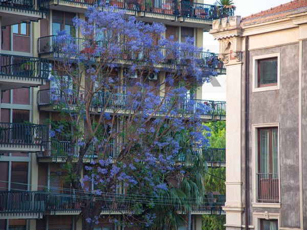 Appartamento Zona centro, Catania, CT Affitto