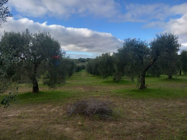 Terreno Dolianova, SU Vendita - Foto 2