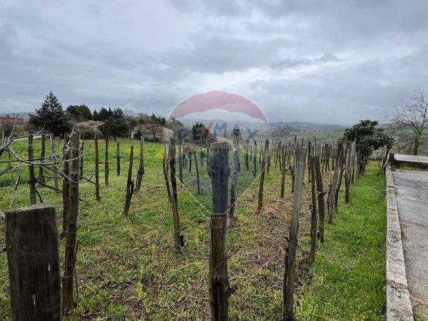 Fattoria Lioni, AV Vendita - Foto 4