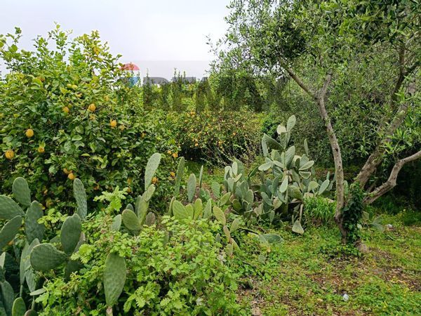 Casa Indipendente Nunziata, Mascali, CT Vendita - Foto 2