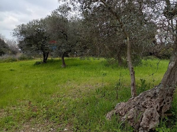 Terreno Larino, CB Vendita