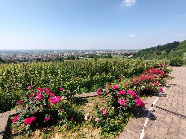 Azienda Agricola Tagliuno, Castelli Calepio, BG Vendita - Foto 4