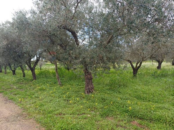 Villa singola Chiaramonte Gulfi, RG Vendita - Foto 3