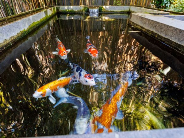 Villa singola Cassia, Roma, RM Vendita - Foto 4