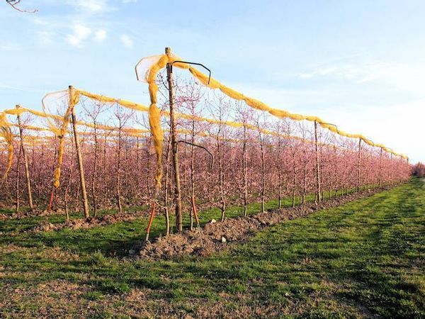 Azienda Agricola Lugo, RA Vendita - Foto 4