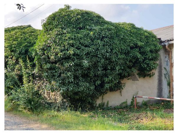 Terreno Edificabile Givoletto, TO Vendita - Foto 4