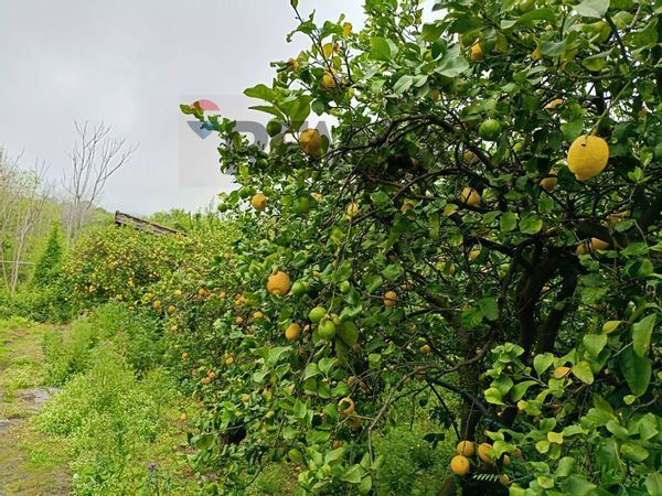 Casa Indipendente Nunziata, Mascali, CT Vendita - Foto 4