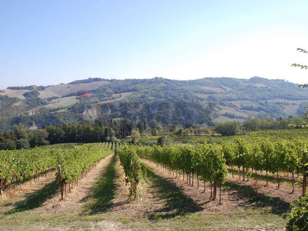 Agriturismo Montemaggiore, Predappio, FC Vendita - Foto 2