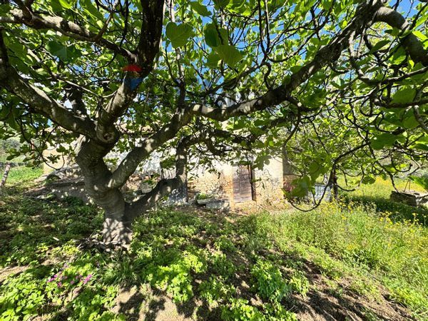 Rustico Mozzagrogna, CH Vendita - Foto 4