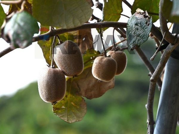 Terreno Occhiobello, RO Vendita - Foto 4