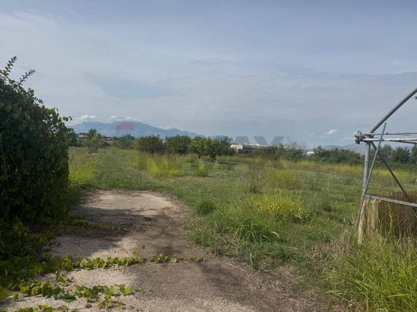 Terreno Cellole, CE Vendita - Foto 3