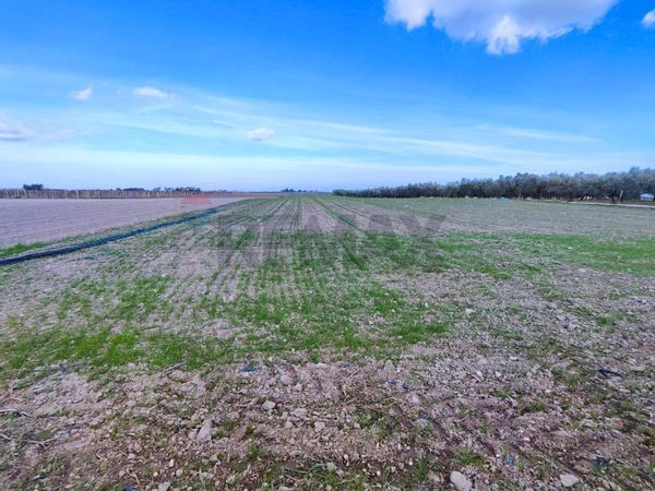 Terreno Segezia, Foggia, FG Vendita - Foto 2
